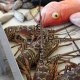 Poissons et Langoustes du jour au Marché de Grand BourgLocation de villa Marie Galante - La Maison Casa Blue - Guadeloupe