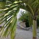 Le jardinLocation de villa Marie Galante - La Maison Casa Blue - Guadeloupe